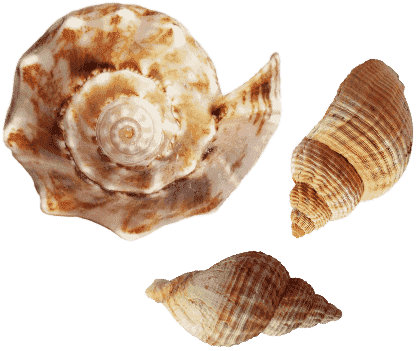 Hotel Milton Grafica Conchiglie Fiducia