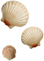 Hotel Milton Grafica Conchiglie Storia