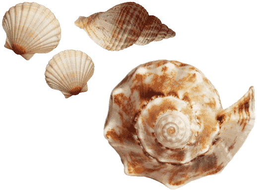 Hotel Milton Grafica Foto Scopri Soggiorno Offerte Conchiglie