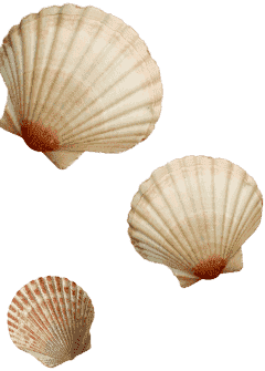 Hotel Milton Offerte Conchiglie Grafica